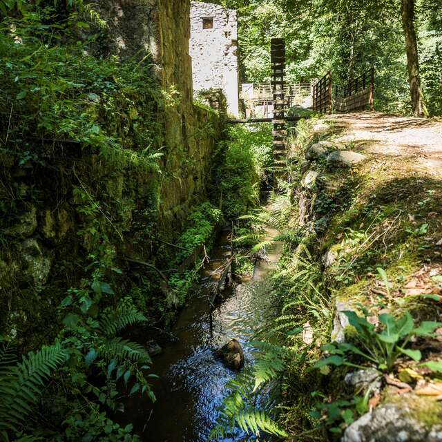Balade - A la découverte des plantes sauvages de la vallée des Rouets