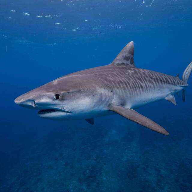 Trou Aux Requins (Shark Hole)