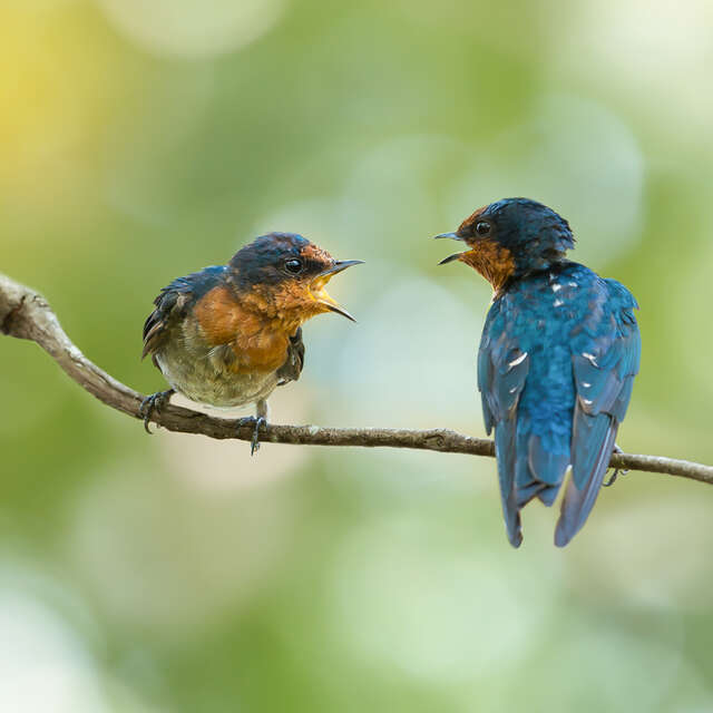 Un été avec le parc - Un autre regard sur les oiseaux