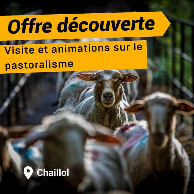 Offre découverte : Revenons à nos moutons