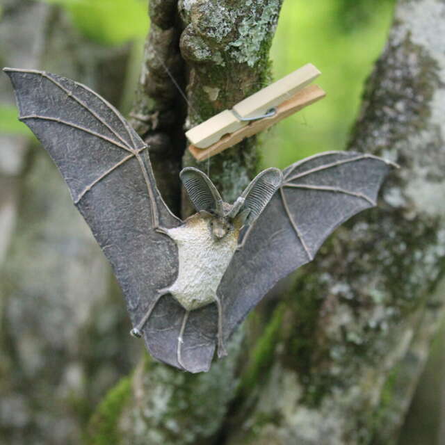 Les jeudis de la Réserve : La nuit de la chauve-souris aux Monts d'Olmes