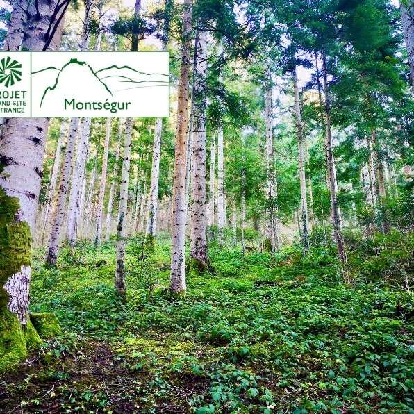 Mots en forêt