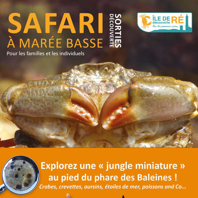 Sortie nature - Safari à marée basse