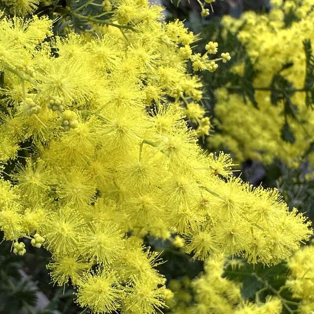 Visite thématique "L'Odyssée des Mimosas"