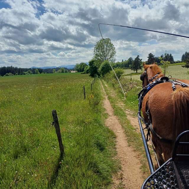 Balade en calèche dans les vignes