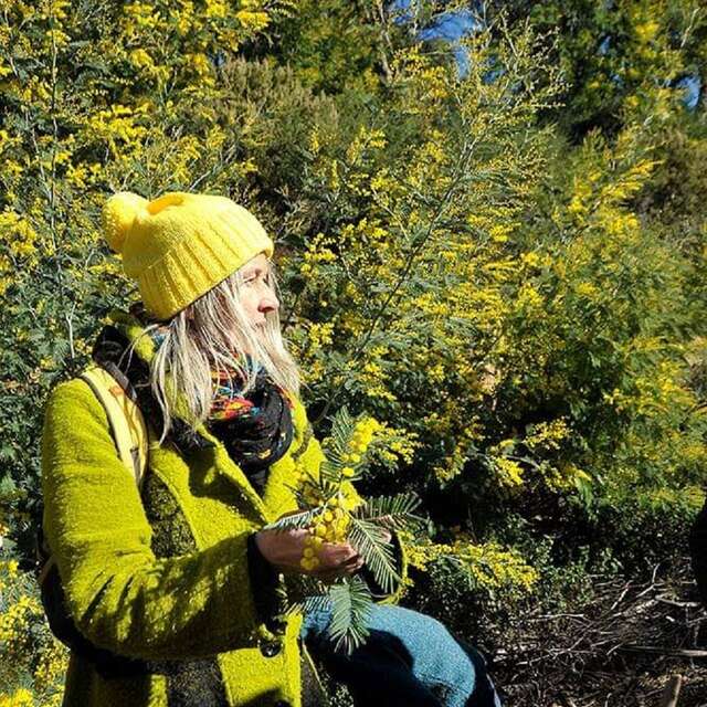 Le mimosa et ses compagnons de Tanneron- balade guidée