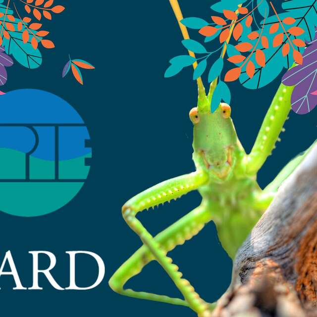 Jeudi de la Guinguette