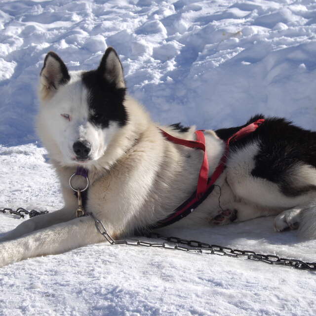 Dog sledding "Introduction to driving"