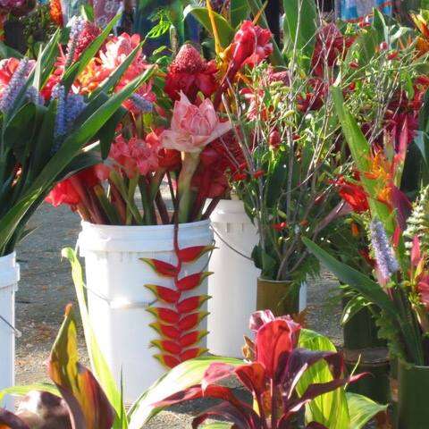 Salon de l'horticulture