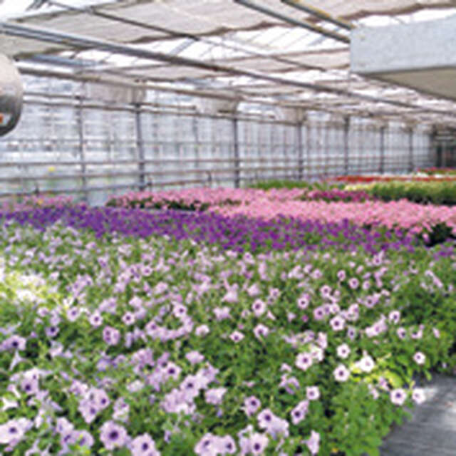 Visite guidée - Les serres municipales