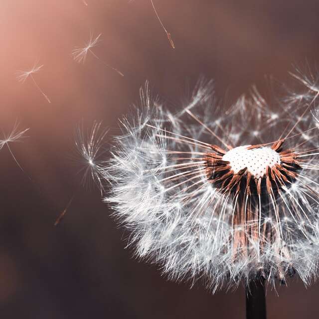 Prends-en de la graine - Les RDV Nature du Département