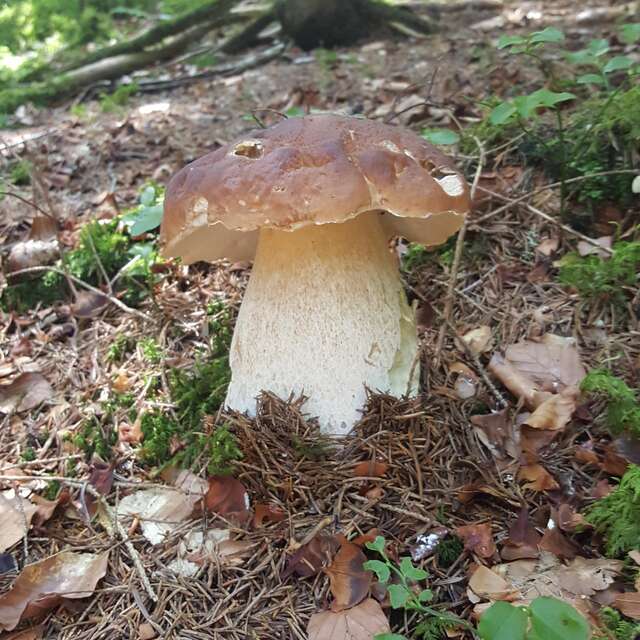 Semaine gourmande : balade-découverte en sous bois