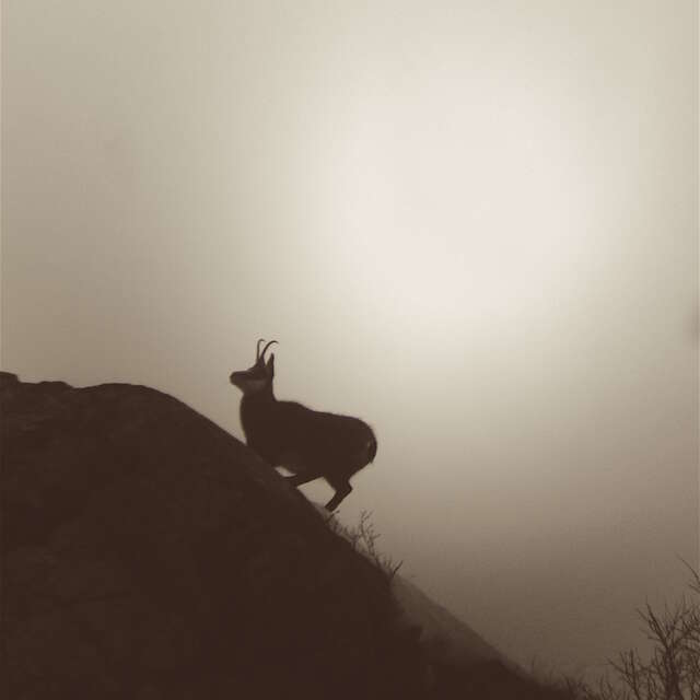 Balade en raquettes : Chuutt... un chamois !  (Mercredi Am)