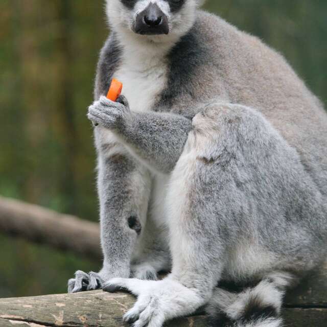 Guided tour of the Tropical Zoological Garden