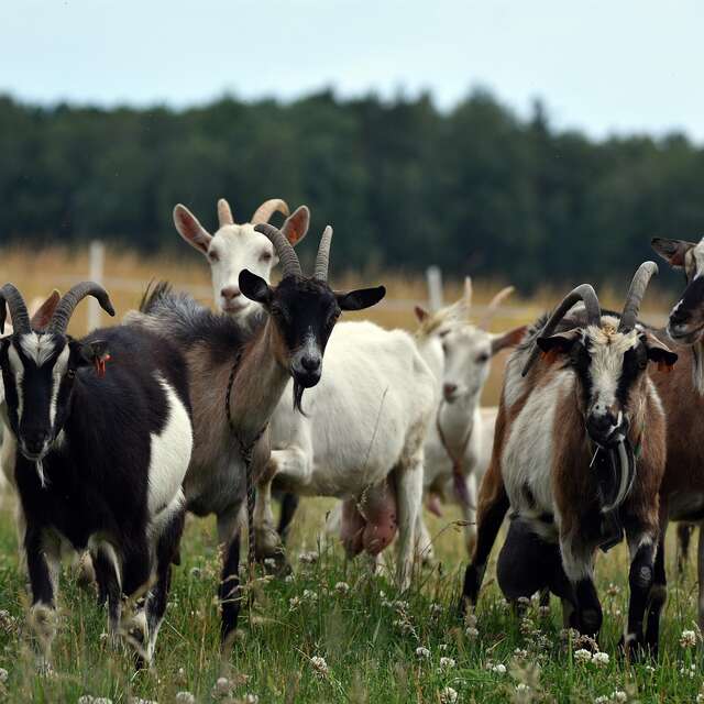 Descente de l’estive avec les chèvres de la ferme de la Loge de printemps