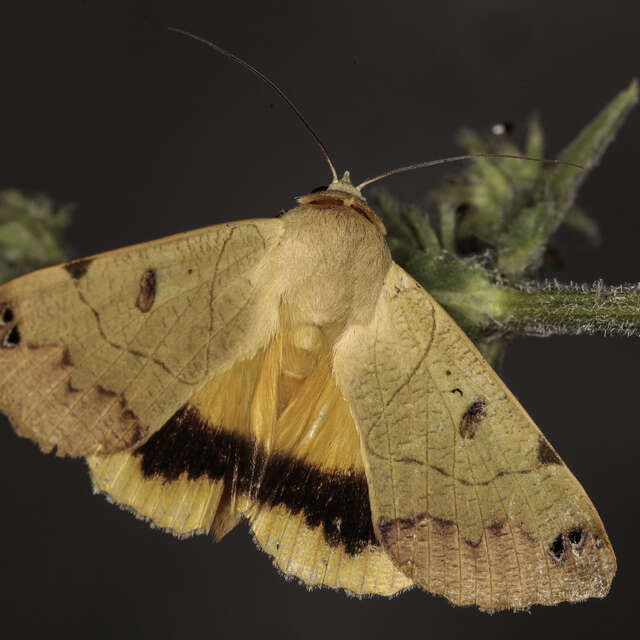 Inventaire photographique des papillons de nuit au Cap Lardier