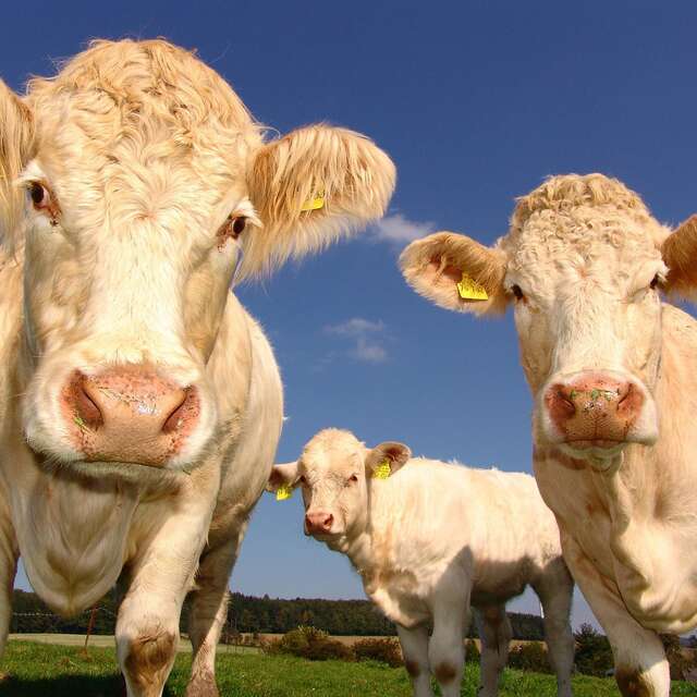 Foire agricole