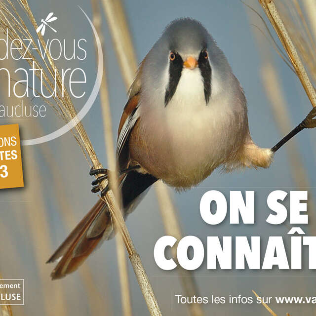 Rendez-vous Nature : Les Paluds, territoires de libellules