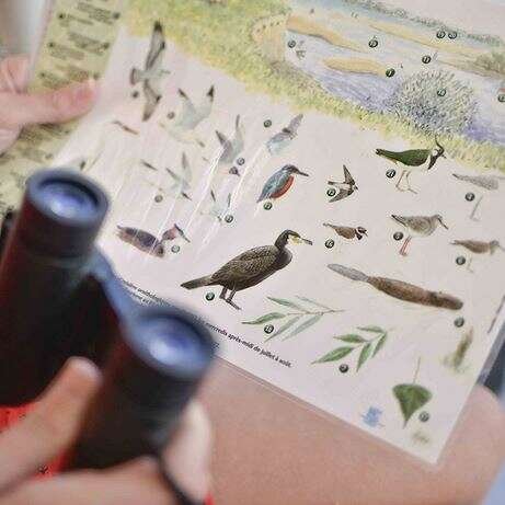 Croisière ornithologique Loire-Odyssée
