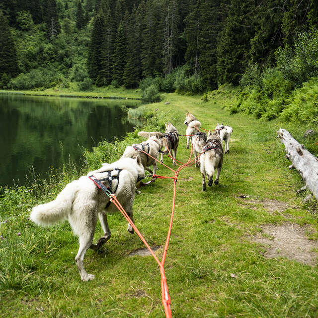 Cani'kart Aventure