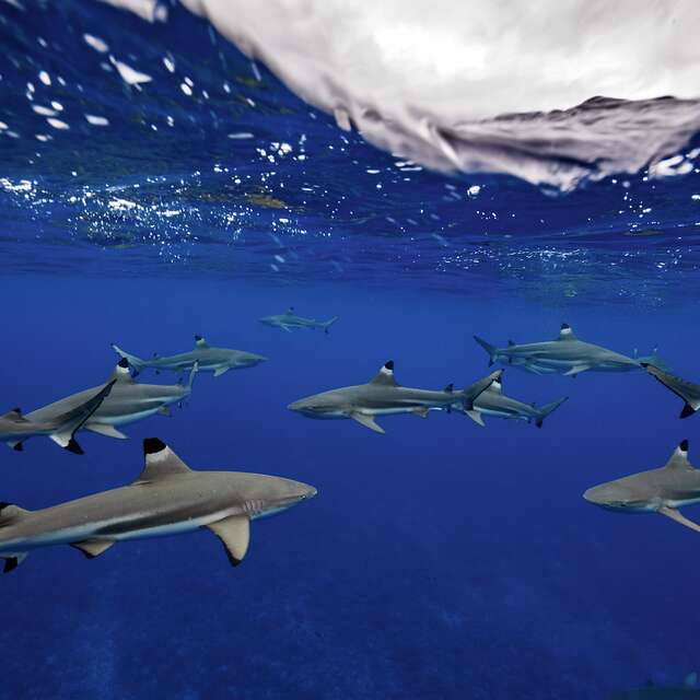 Ninamu Oceanic Tour