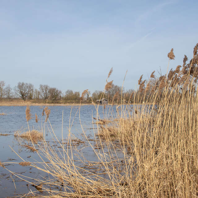 Circuit de l'Espace Naturel Sensible de l'étang Prêle à Chaneins