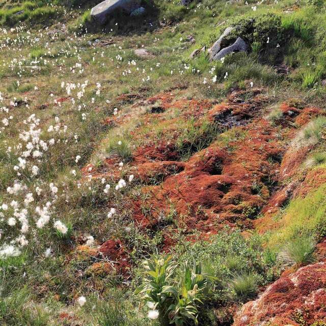 Balade - découverte : A la rencontre des tourbières, des milieux précieux à découvrir