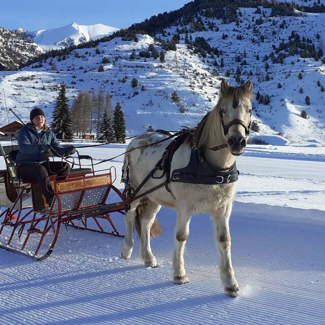 Balade en traineau équin