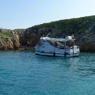 Circuit écologique 2h : la biodiversité des îles de Marseille