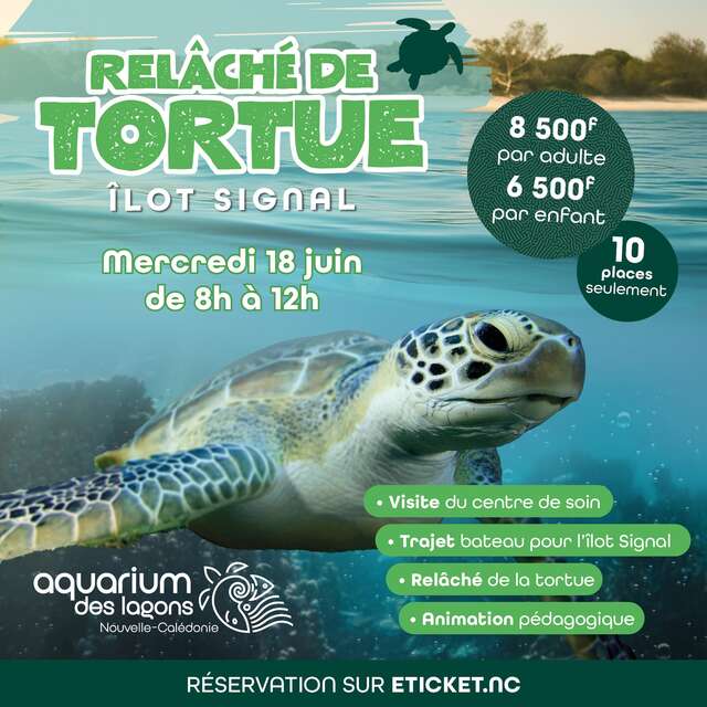 Relâché de tortue à l'îlot Signal