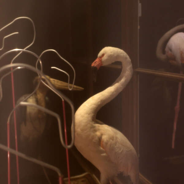 "Les Petits jeux d’Aliçe"