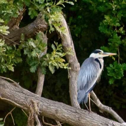 Croisière ornithologique Loire-Odyssée