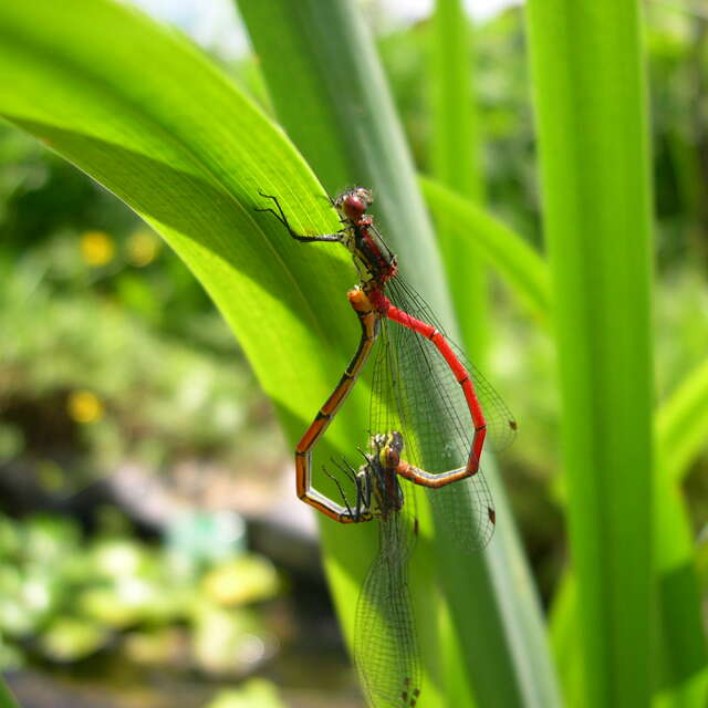Sur les ailes de Lili la libellule au Lac d’Aubusson