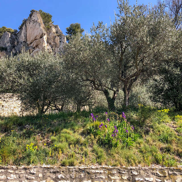 V11 - Le Monastère de Prébayon - Sablet