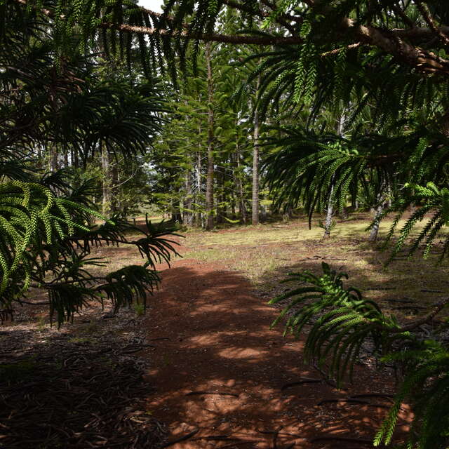 Sentier Arboretum