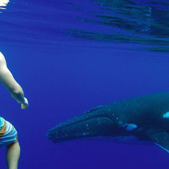 Moorea Ocean Adventures - Whale watching tour