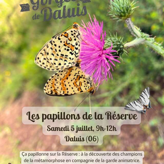 Les papillons de la Réserve