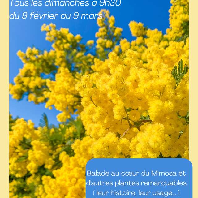 Fleurs d'hiver : mimosas et autres plantes remarquables - Balade accompagnée