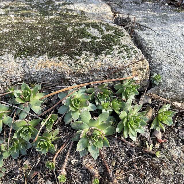 Plantes vagabondes