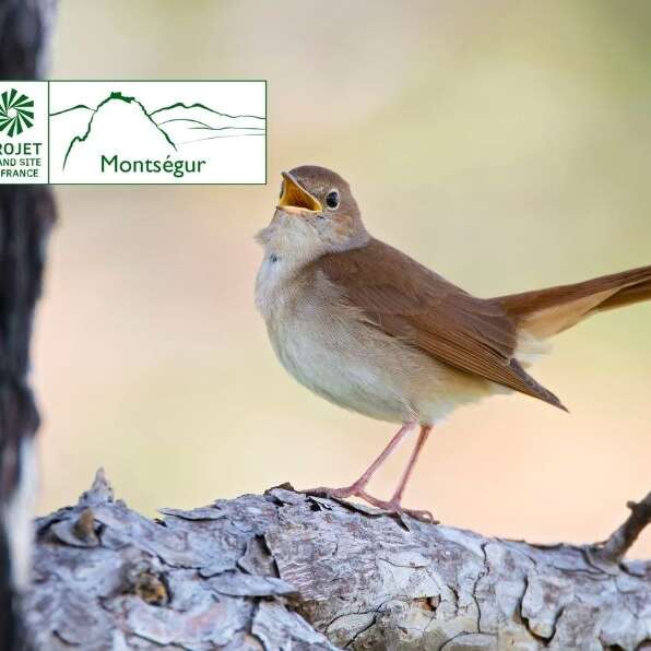 Voir les oiseaux avec les oreilles : les chants.