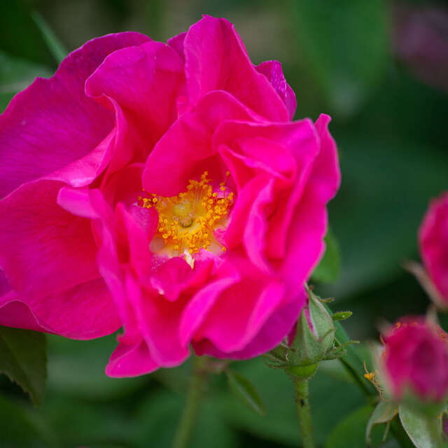 Visite famille des Jardins des Hautes Terres