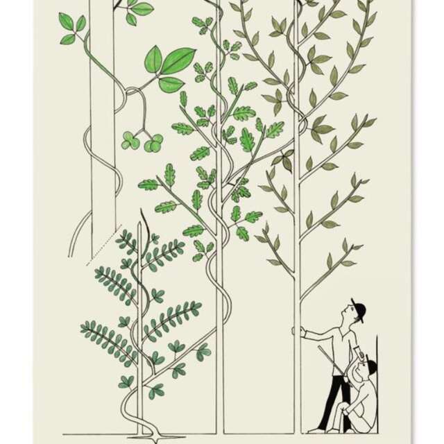 Des arbres à croquer | CBN