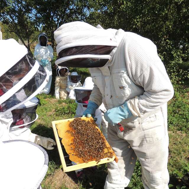 Découvrez l’univers des abeilles