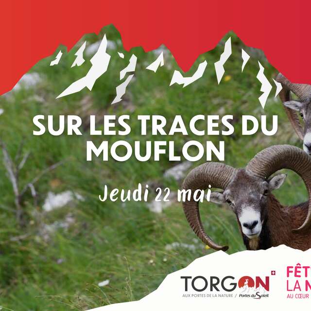 Fête de la Nature 2025 - Sur les traces du Mouflon