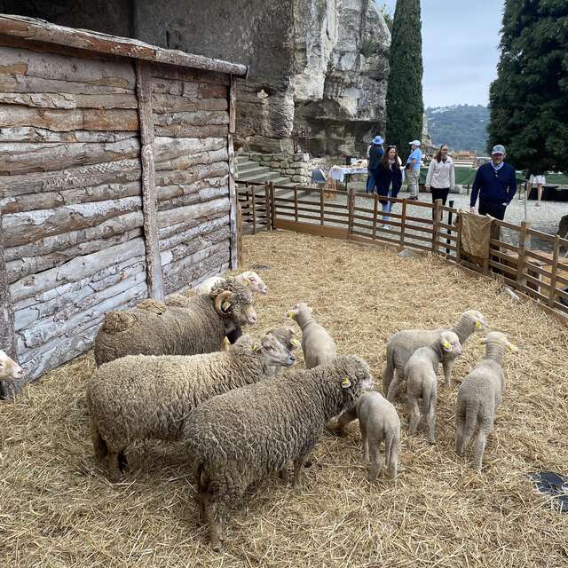 Pastoralisme d’aujourd’hui, du mouton à la laine