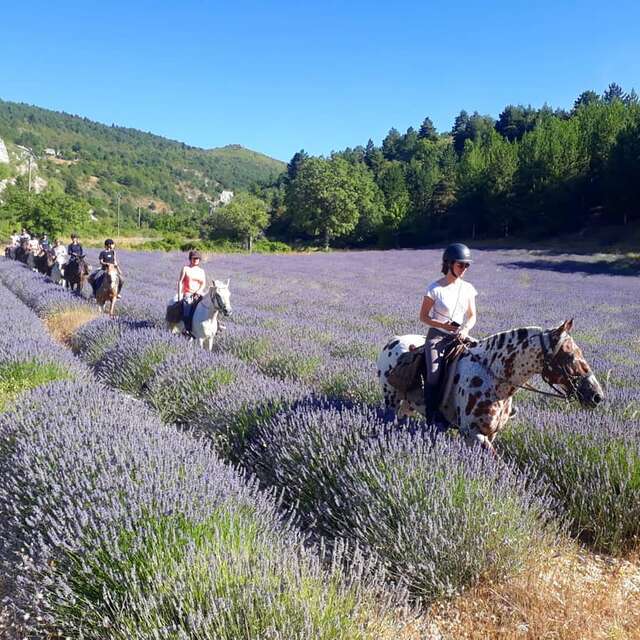 Randonnées accompagnées à cheval