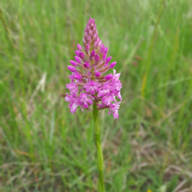 Les orchidées sauvages du puy de Pileyre
