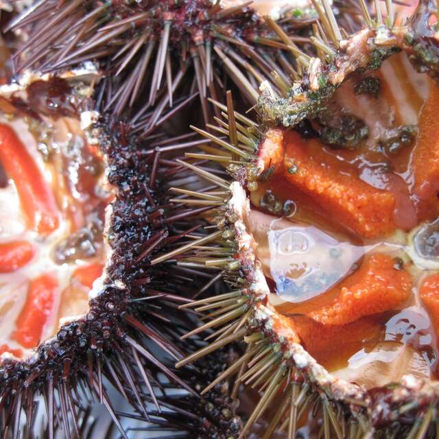 Les Oursinades de Carry-le-Rouet