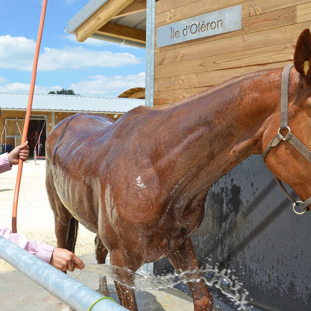 Courses à l'hippodrome
