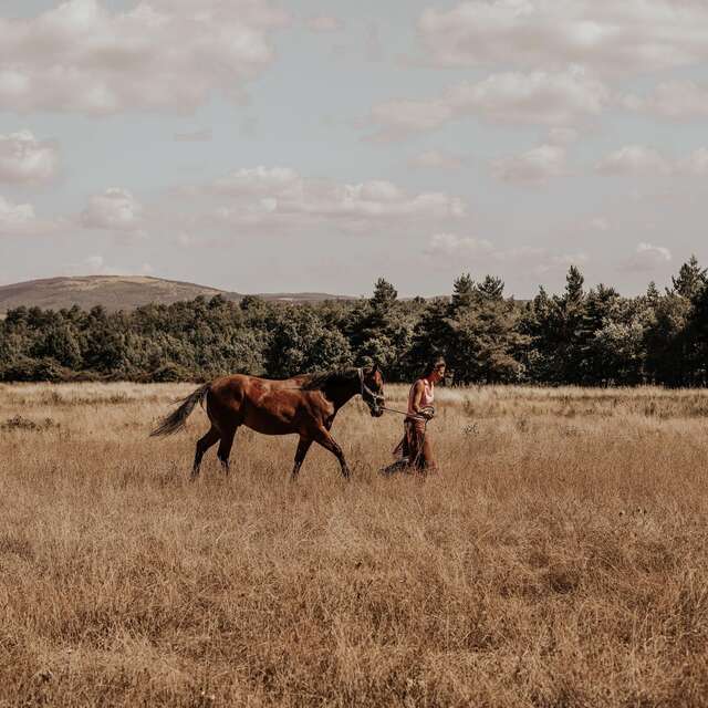 Prestations équestres avec Holy'Day Ranch